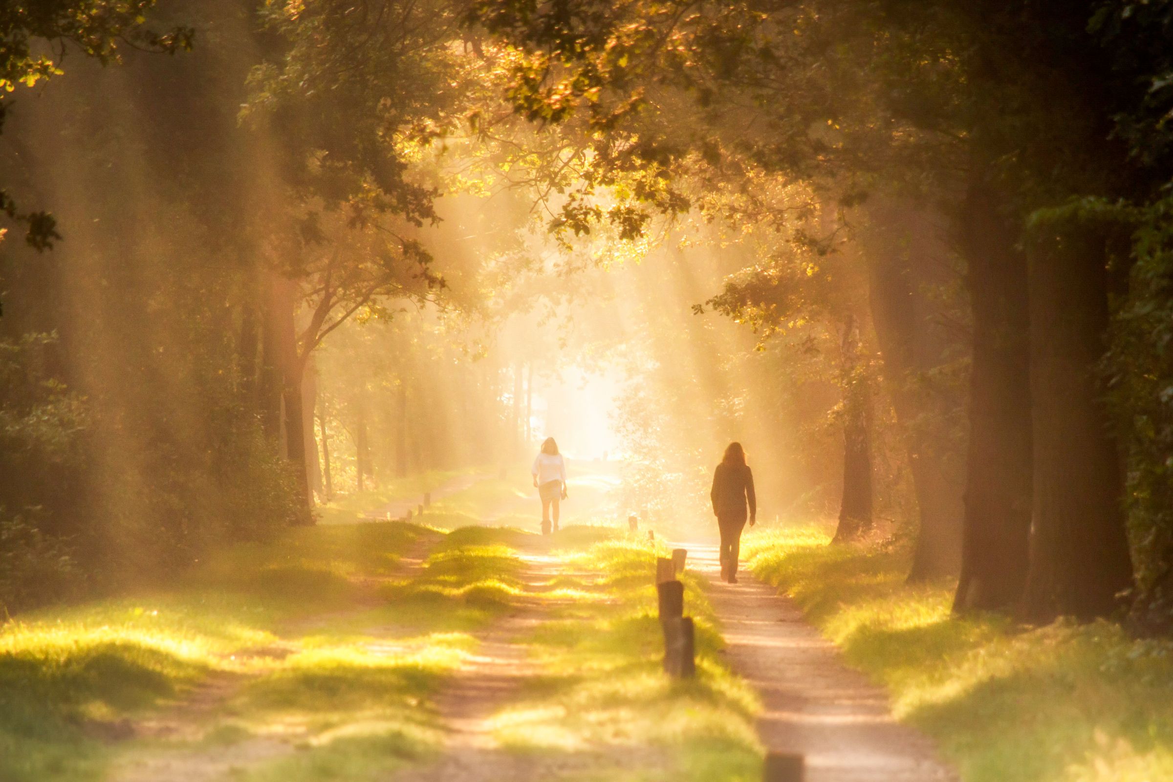 Sunlight through trees on a forest path, with two people walking slowly.